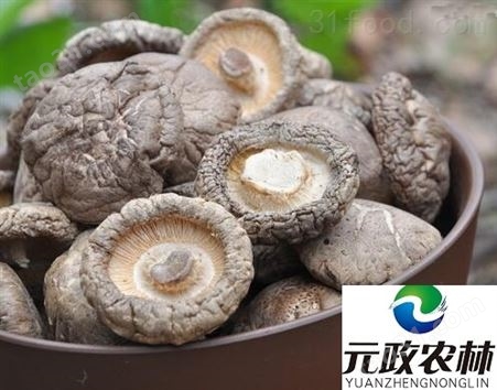 香菇批发|元政农林|香菇专业出口生产厂家