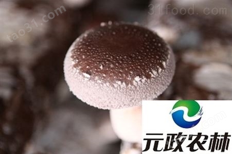 香菇批发|元政农林|香菇专业出口生产厂家