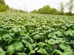 蕨菜批发商|元政农林|蕨菜专业出口报检