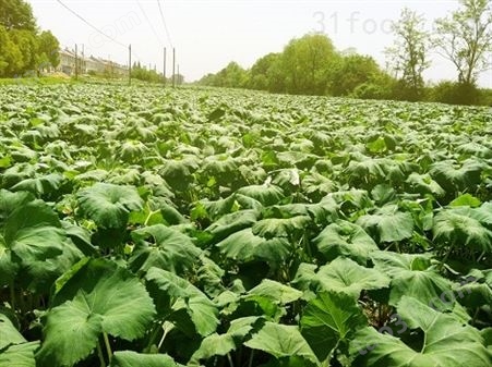 蕨菜生产基地|合肥元政农林|蕨菜出口供应商